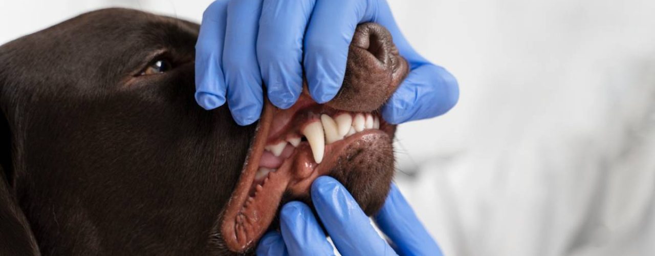 Tips tandsteen bestrijden hond