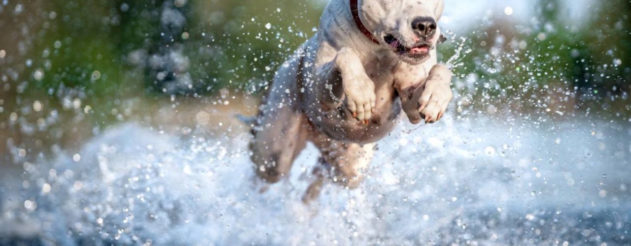 Zwemmen met je hond