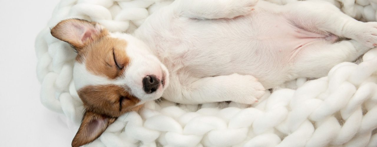behoeften pasgeboren puppy's