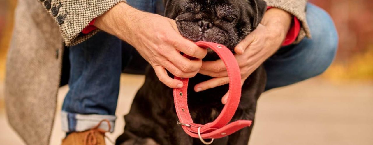 benodigdheden puppy huis