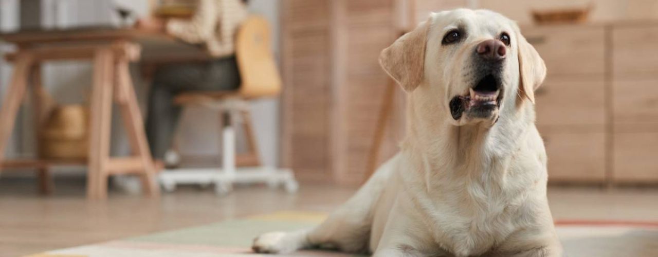 beste hondenras voor mij