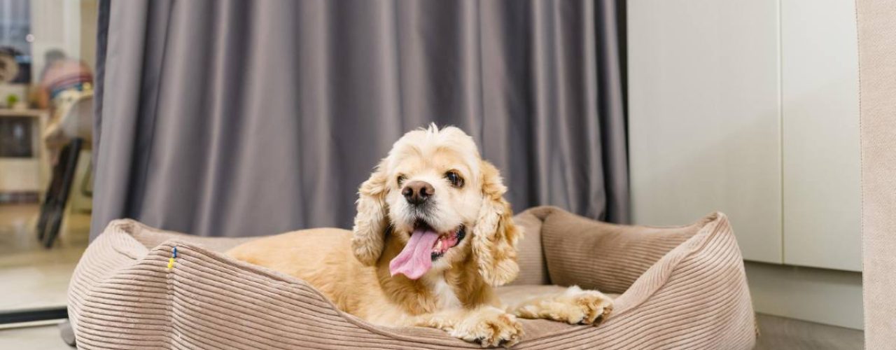 beste merken hondenmanden