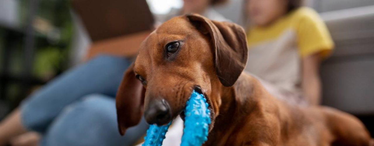 beste merken hondenspeelgoed