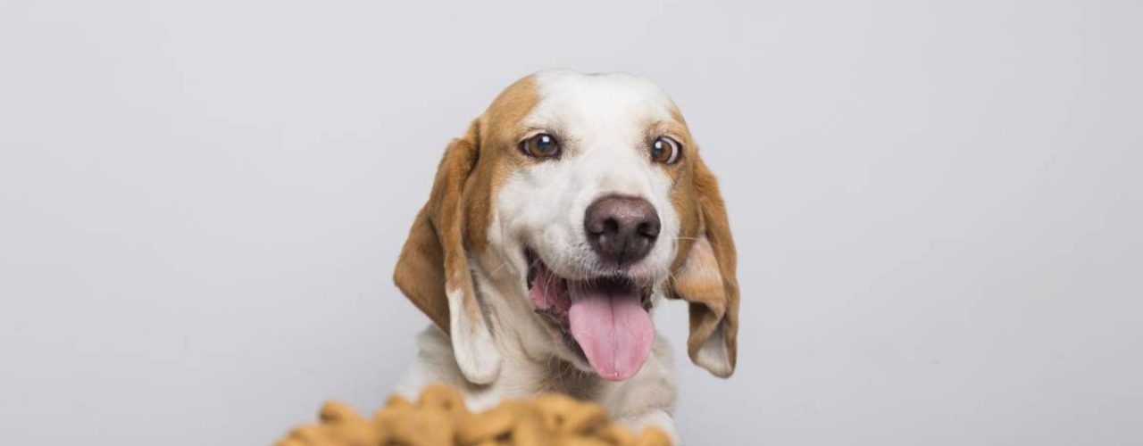 beste merken hondenvoer