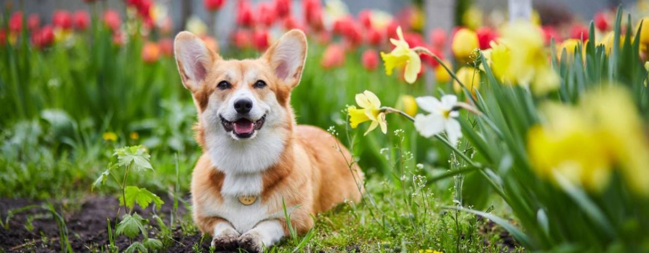 creëren hondvriendelijke tuin