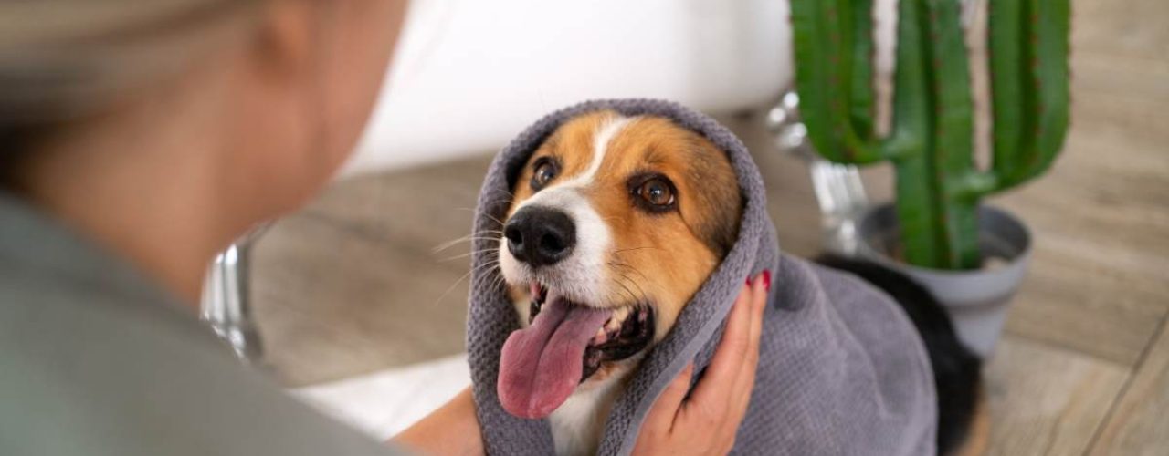 dagelijks verzorgen vacht