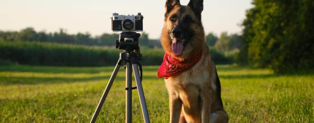 fotograferen van honden