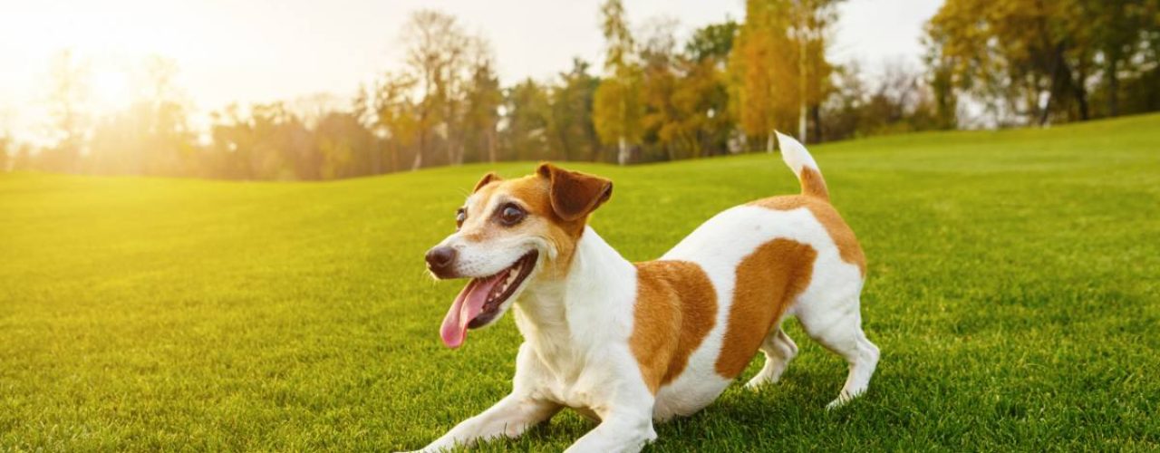 gelukkige hond herkennen