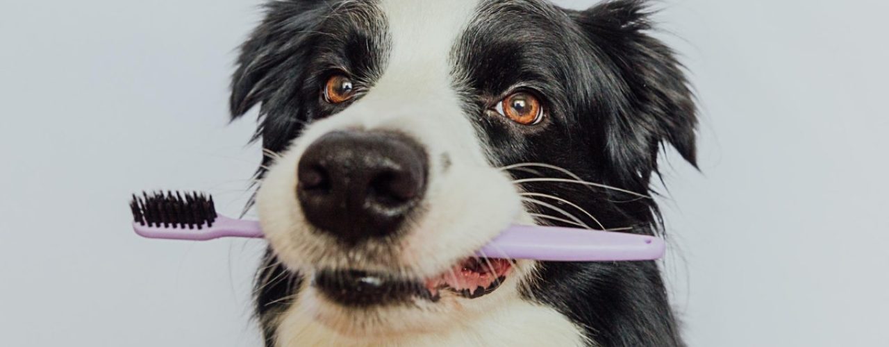 gezond gebit bij een puppy