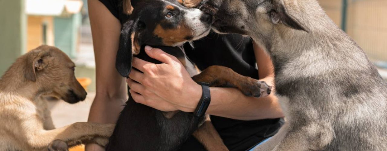 hond adopteren buitenland