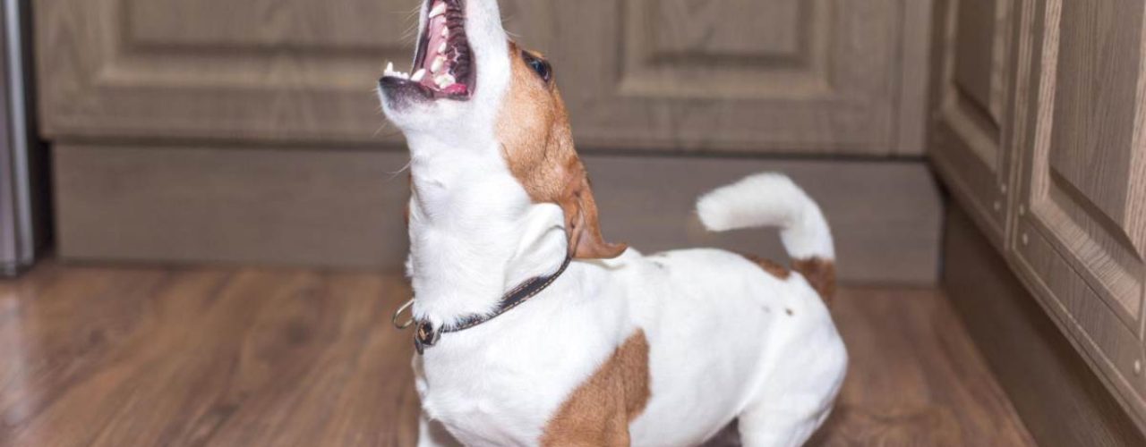 hond blaft bij elk geluid