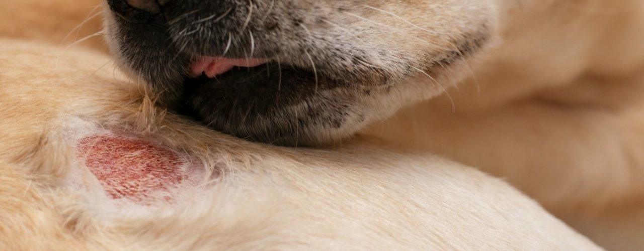 hond droge huid of jeuk