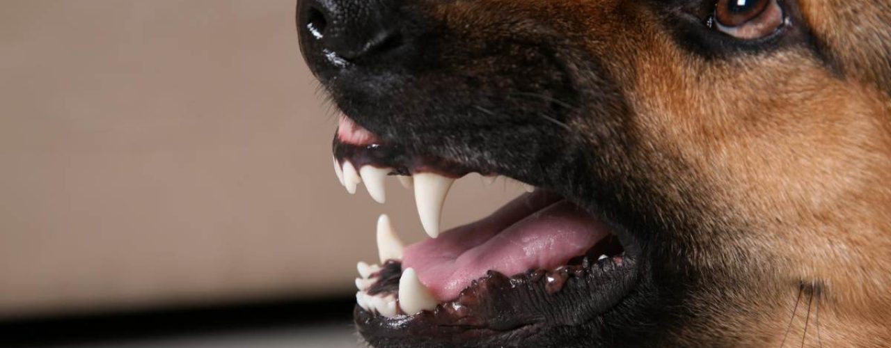 hond grommen tijdens aaien