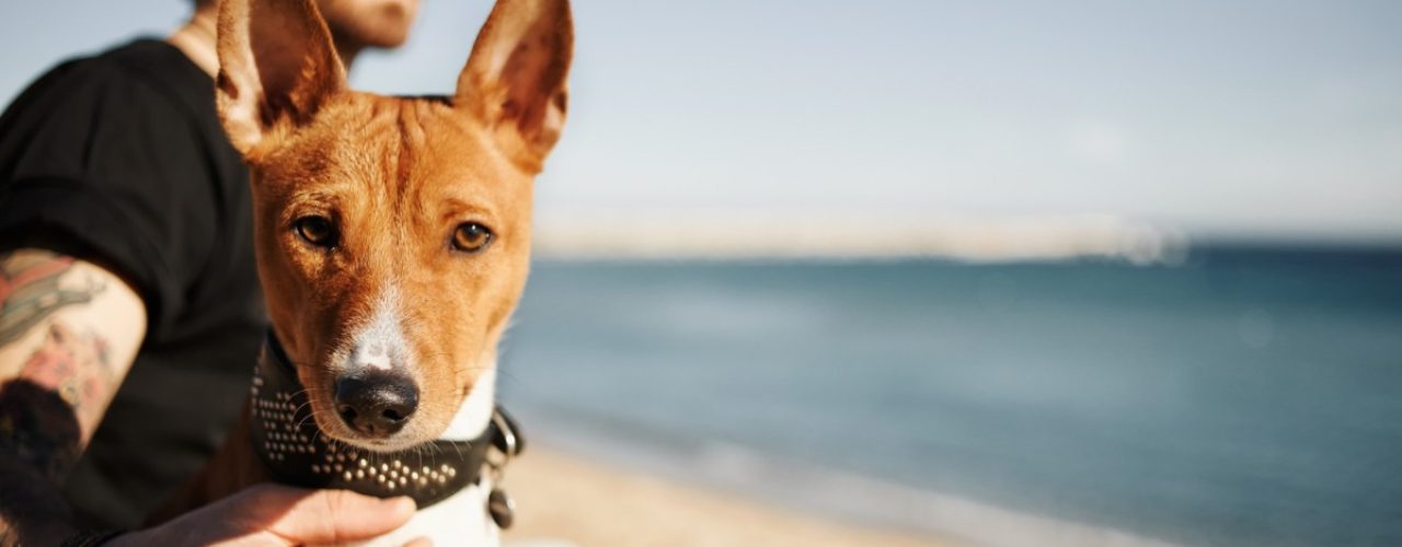 hond koel houden zomer