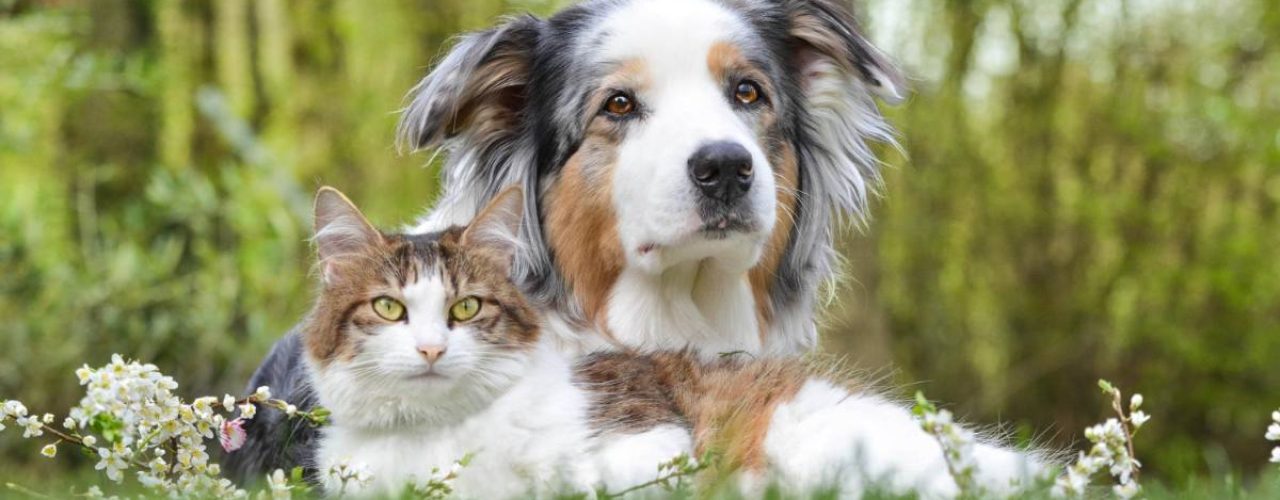 hond leren omgaan huisdieren huis