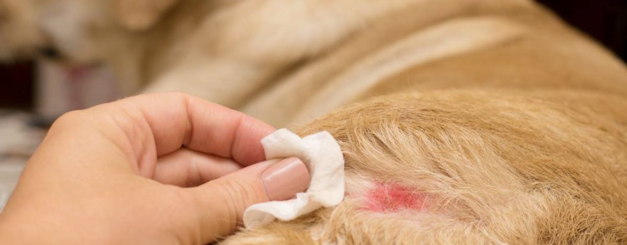 hond vlooien of teken