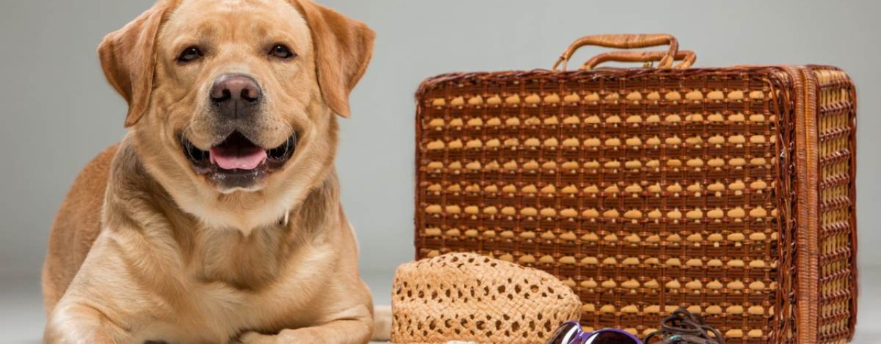 hond voorbereiden vakantie