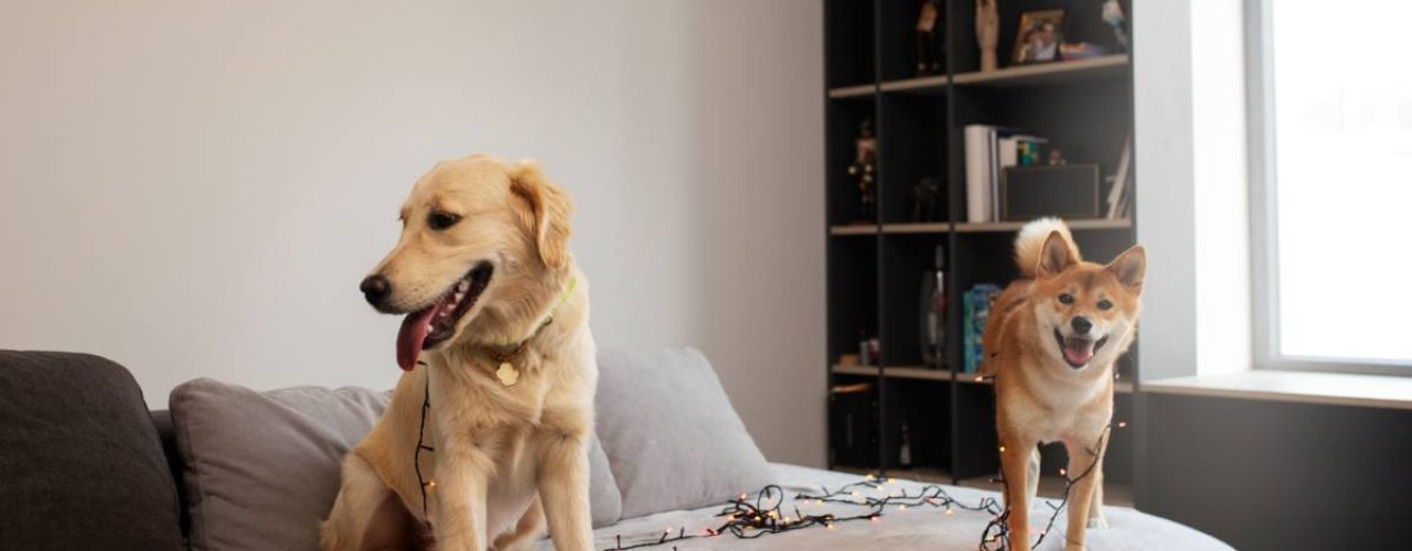 hond wennen huisregels