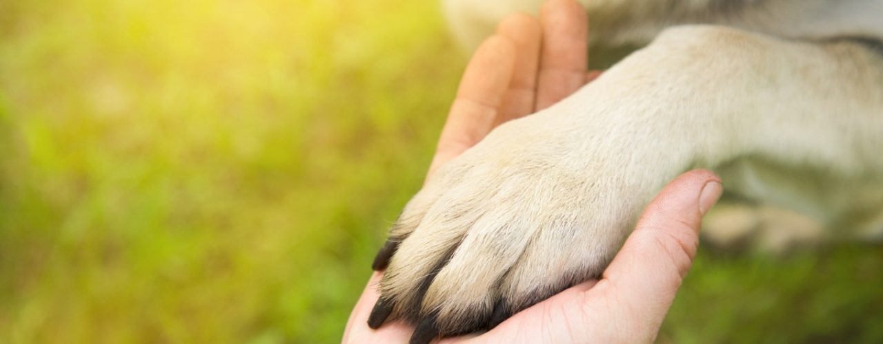 honden mensen speciale behoeften