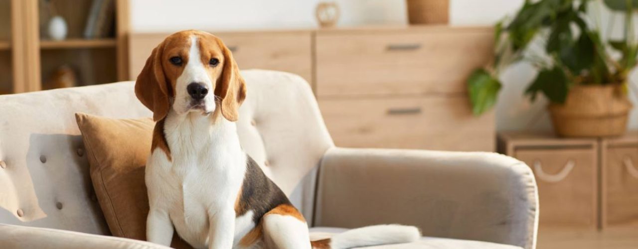 hondenrassen alleen thuis