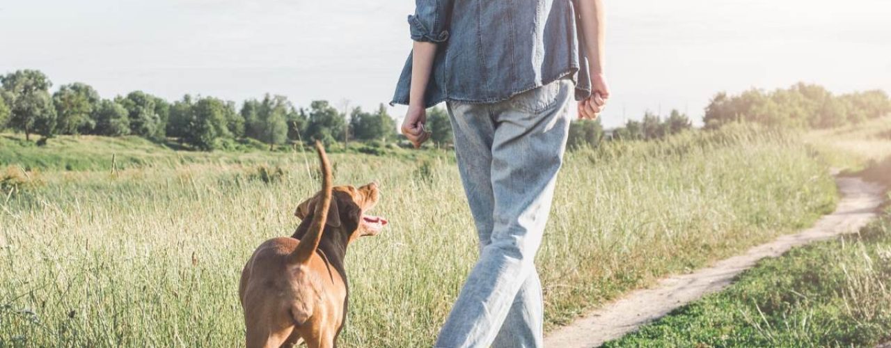 hondenrassen die graag wandelen