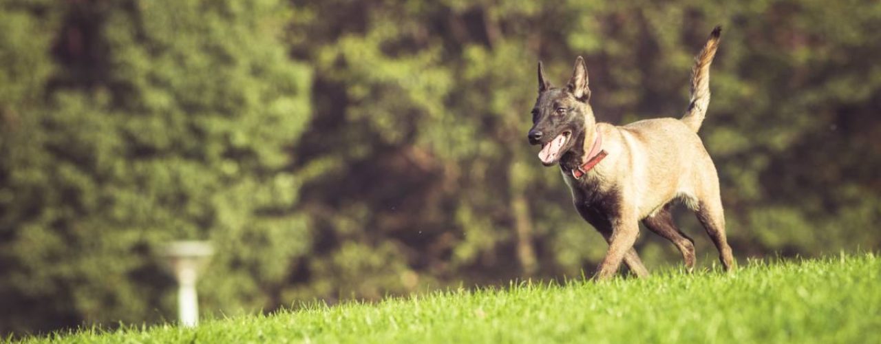 hondenrassen voor actieve mensen