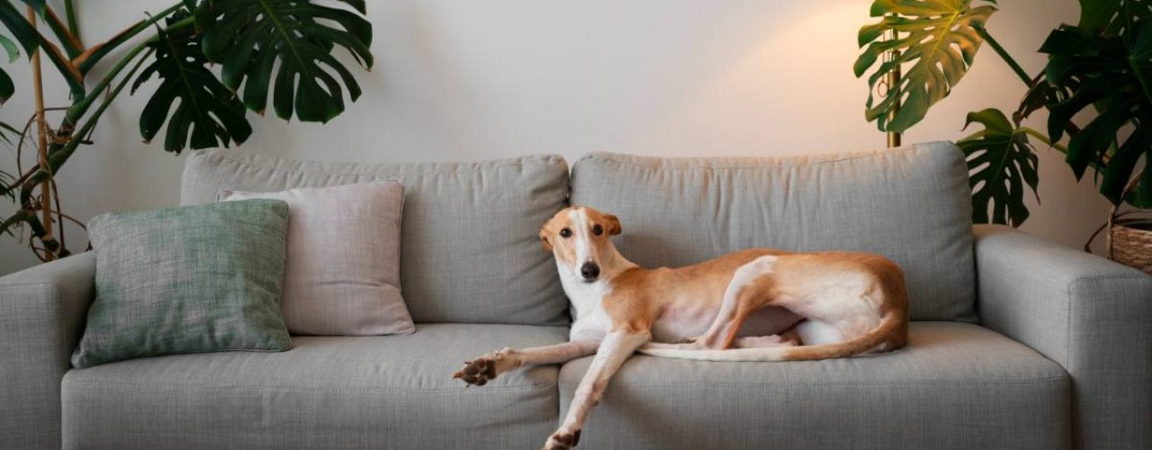 hondenrassen weinig verharen