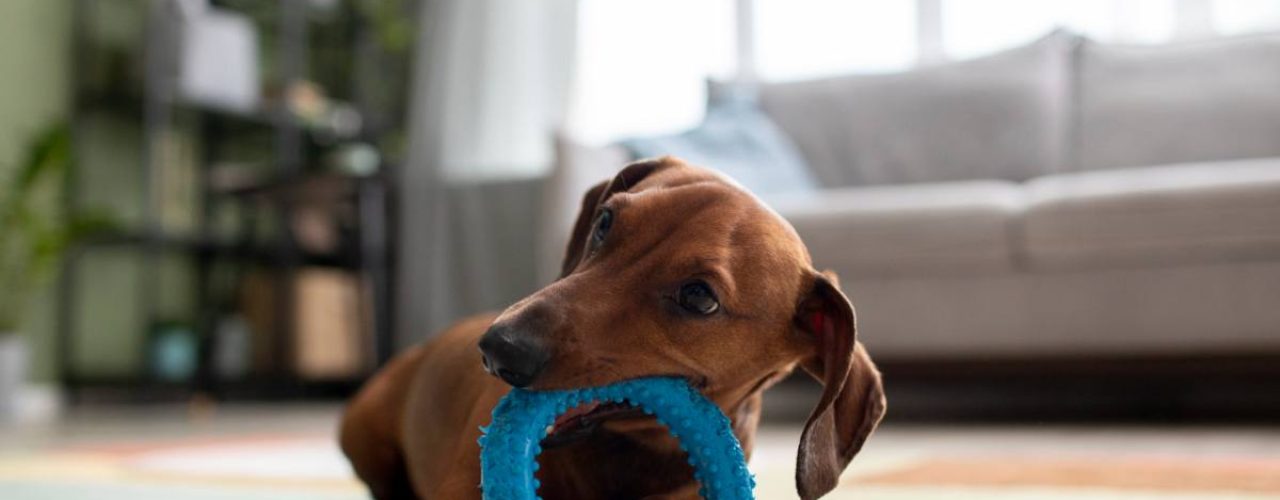 _juiste hondenspeelgoed kiezen