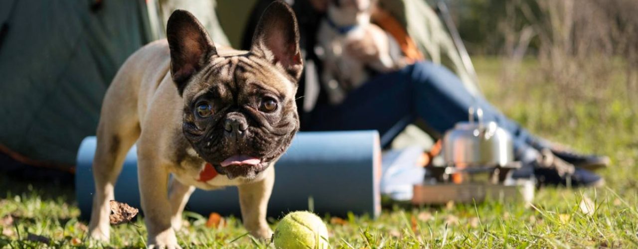 kamperen met hond