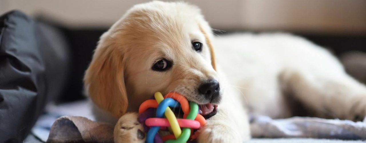 kauwspeelgoed voor puppy uitkiezen