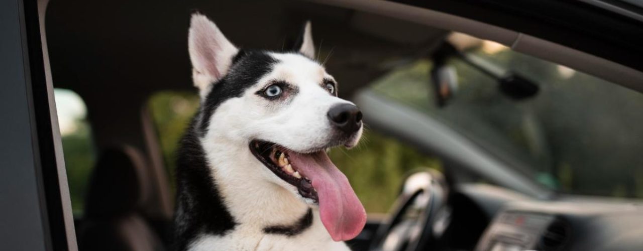 lange reis met auto hond
