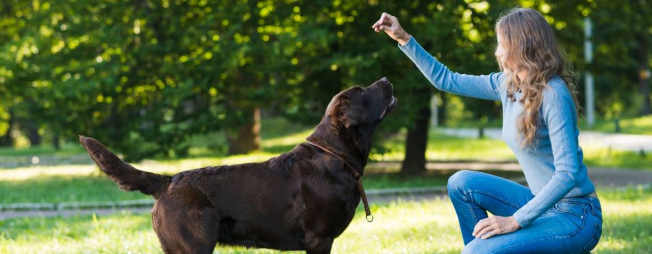 makkelijkste hondenrassen om te trainen