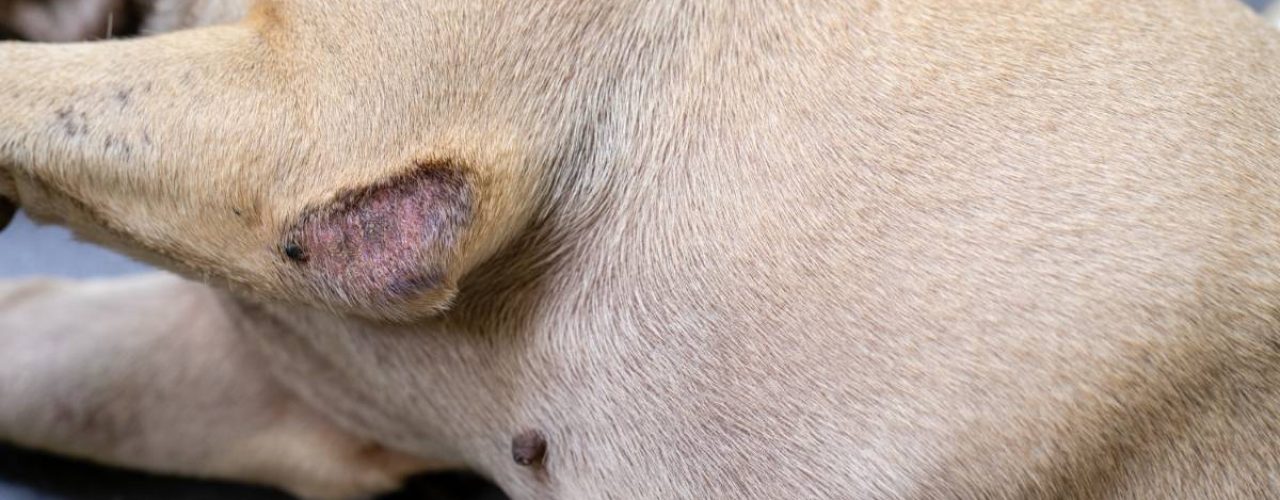 meest voorkomende huidproblemen honden
