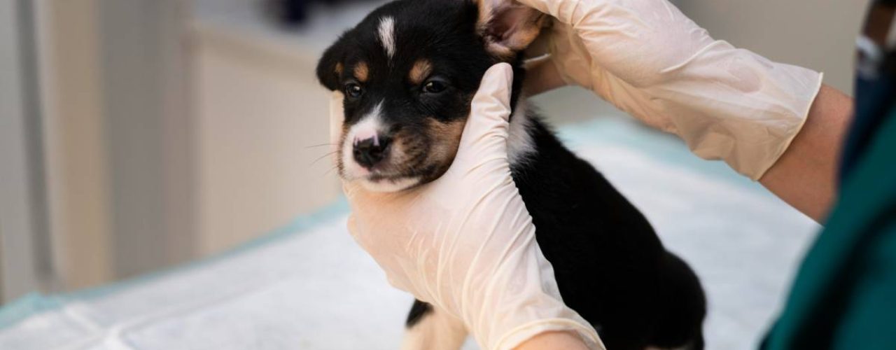 meest voorkomende ziektes honden