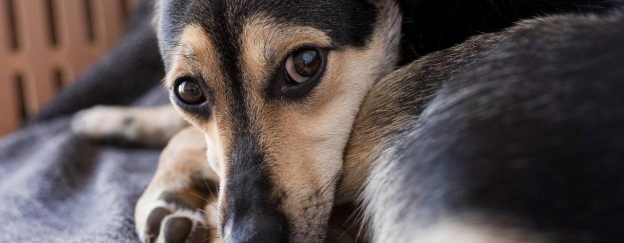 onzekere hond herkennen