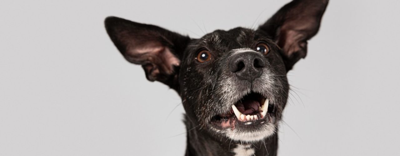 oren hond controleren