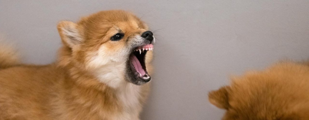 overmatig blaffen honden verminderen