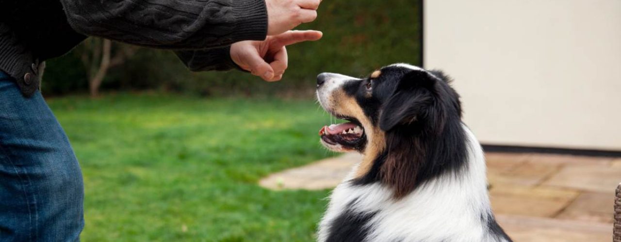 overmatig blaffenvoorkomen