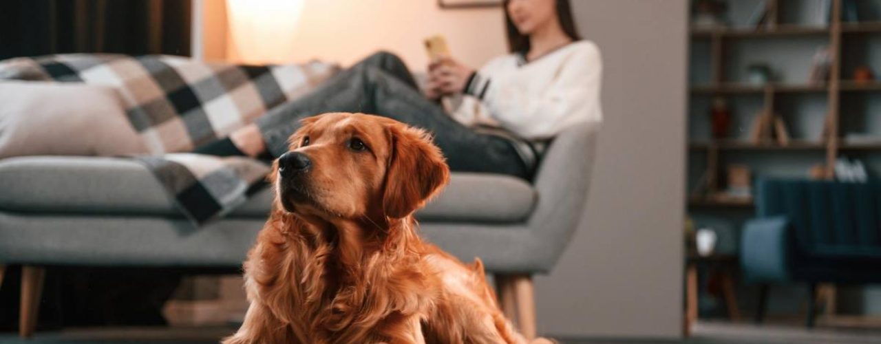 populaire hondenrassen