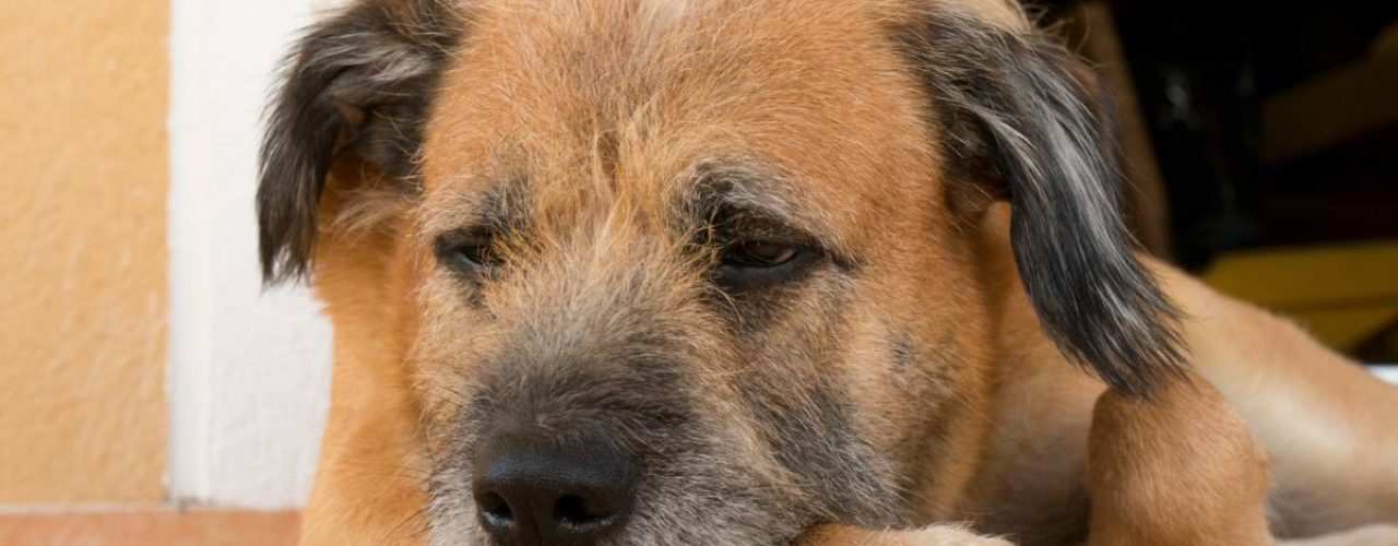 problemen oude honden