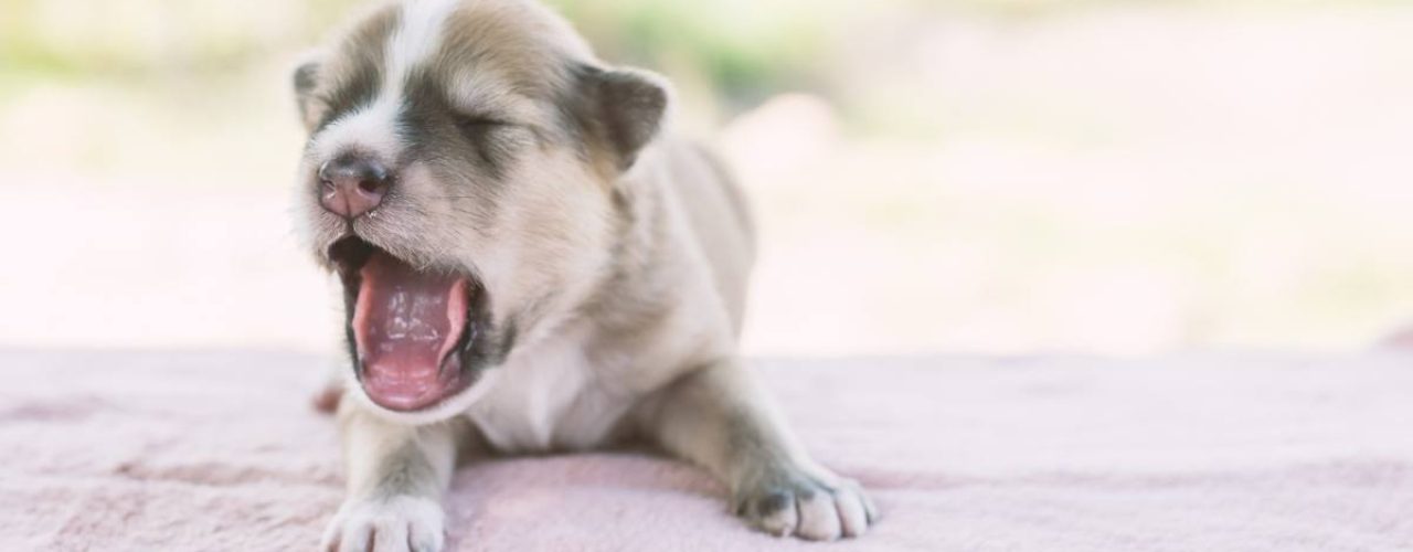 puppy stopt met bijten