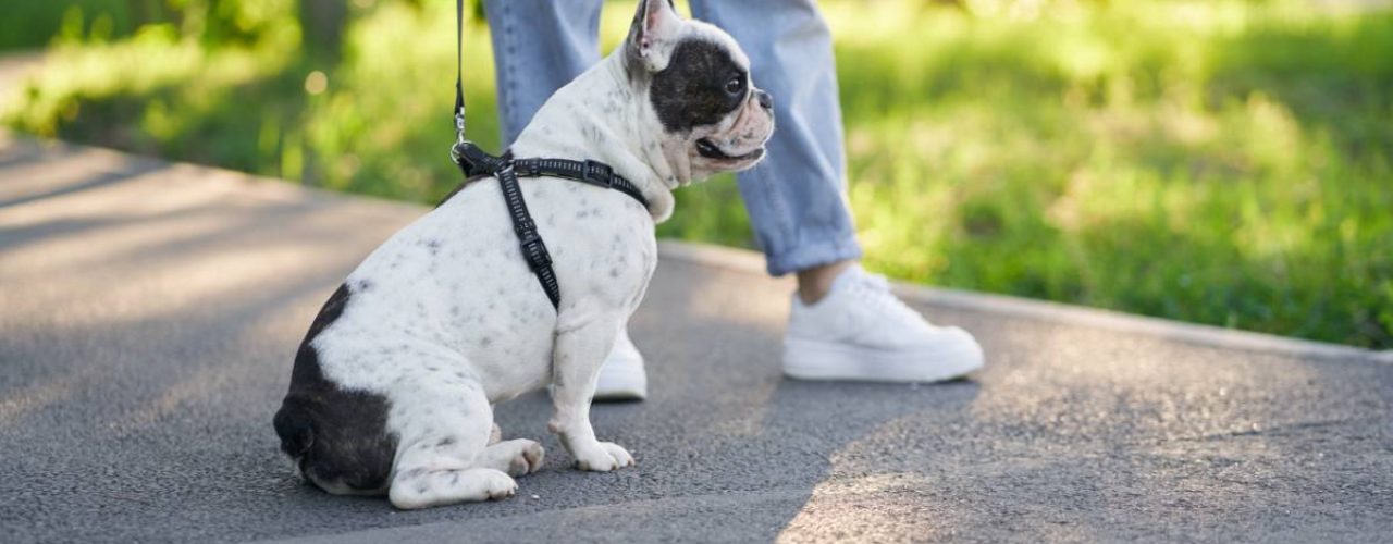 puppy weinig zin wandelen