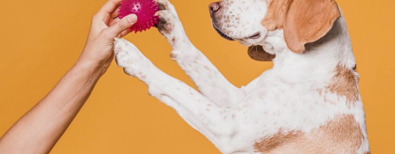 soorten hondenspeelgoed mentale stimulatie