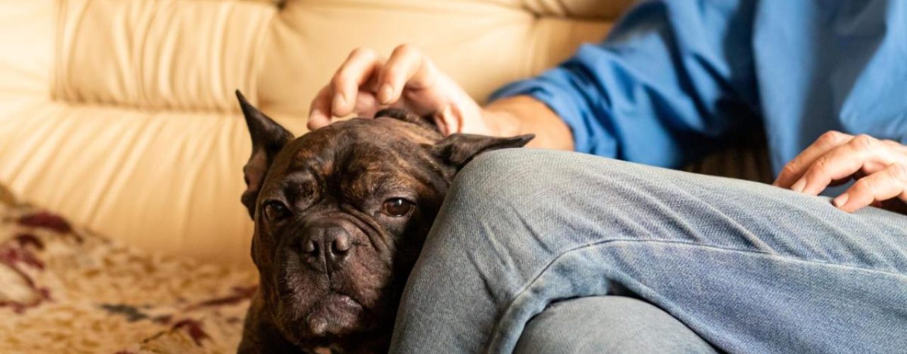 stress en angst wegnemen honden