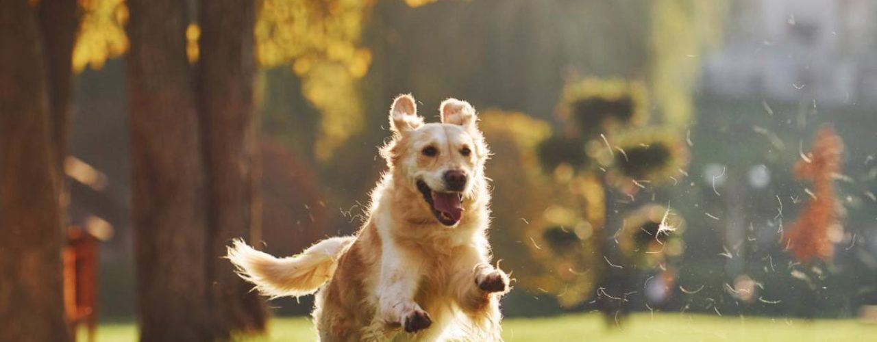 tekenen gezonde hond