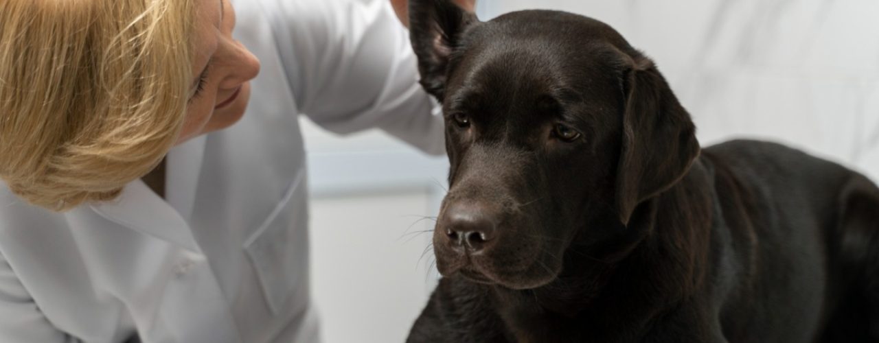 tekenen oorproblemen honden