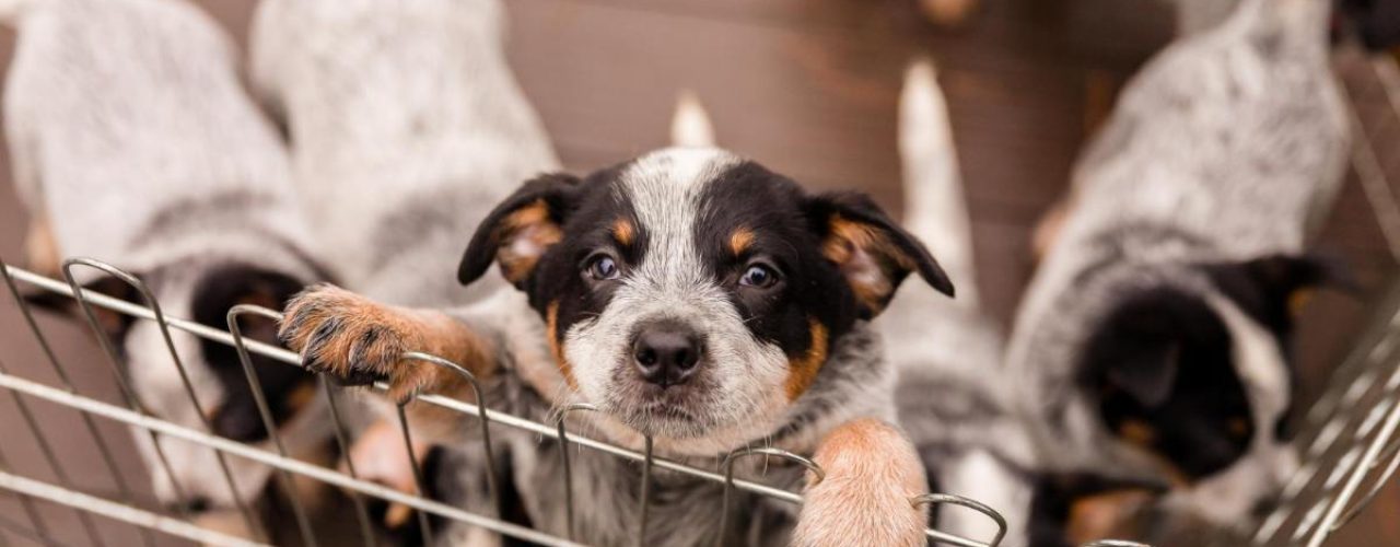 tips fokker kiezen puppy