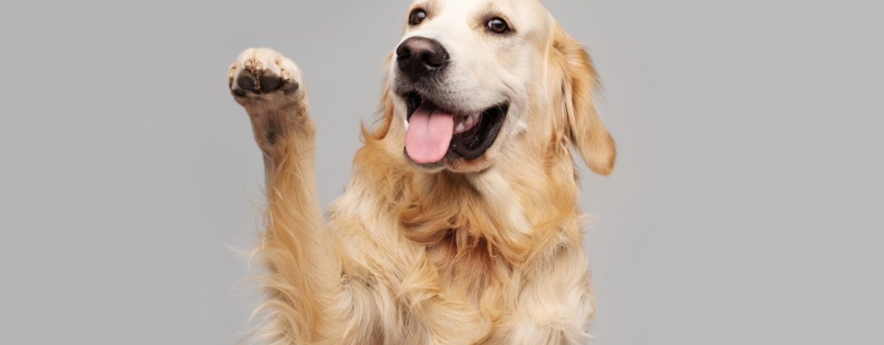 tips hond laten wennen fietsen