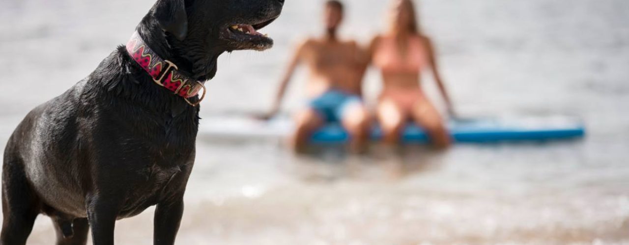 tips hond oververhit voorkomen