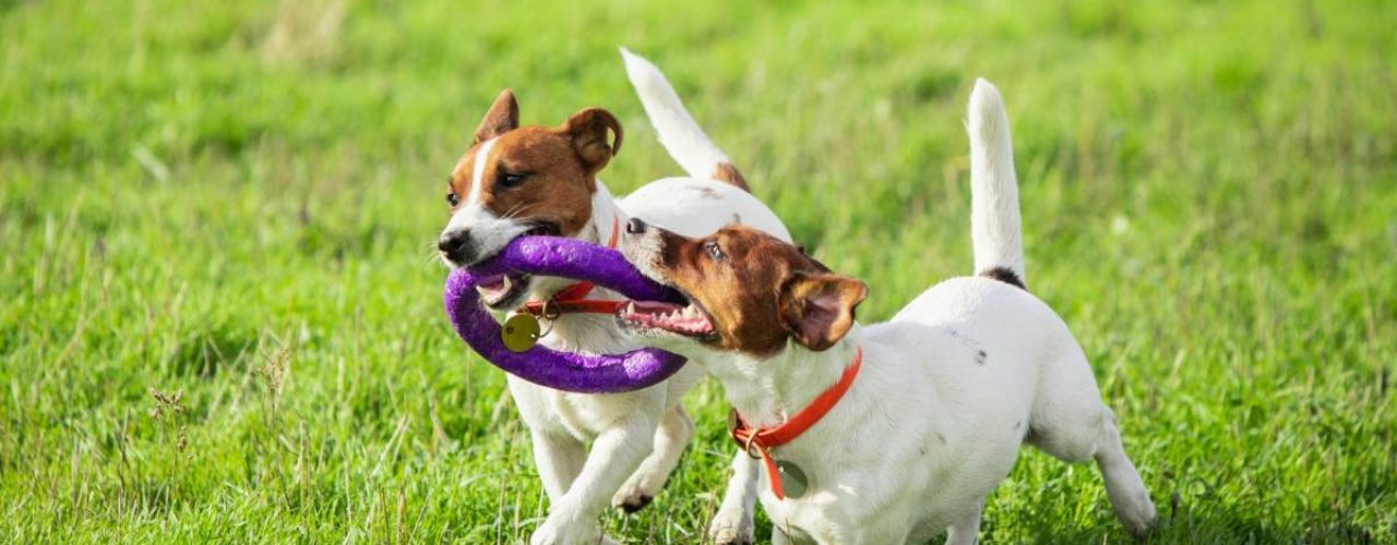 tips om puppy socialiseren